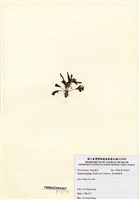 藏品(有柄褐扇藻)的圖片